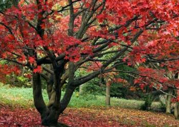 Φθινόπωρο και Ενέργεια της Γης- Οι Πέντε Μεταστοιχειώσεις Φθινόπωρο και Ενέργεια της Γης- Οι Πέντε Μεταστοιχειώσεις