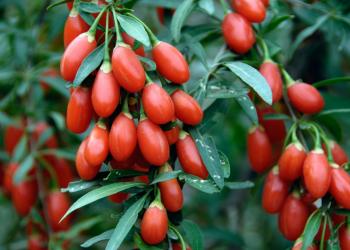 Goji Berry, Υπερτροφή σε μορφή spread