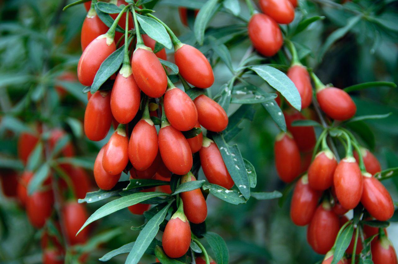 Goji Berry, Υπερτροφή σε μορφή spread