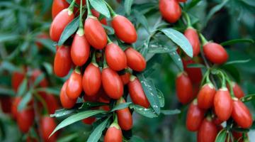 Goji Berry, Υπερτροφή σε μορφή spread