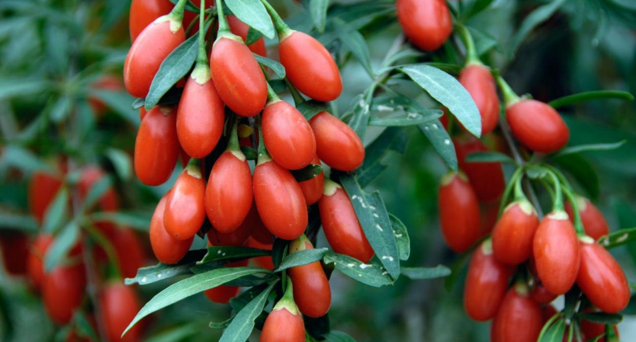 Goji Berry, Υπερτροφή σε μορφή spread